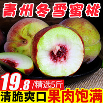 Qingzhou peach winter snow peach fruit fresh 5kg of seasonal peach whole box crispy peach sweet peach Autumn Peach