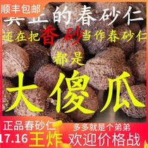 Yangchun specialty spring sand kernel selected authentic sand kernel spice 50g stomach nourishing and digestion Chinese herbal medicine origin Yunnan