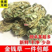 Guangxi Great Leaf Golden Money Grass Zazza put wild wide gold money grass bubble water when it is a new cargo dry Chinese herbal medicine selected 500g grams