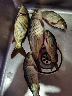 应该不错,特别轻,特别互现钓大鱼没问题,绝对趁手 应该不错,特别轻,特别互现钓大鱼没问题,绝对趁手