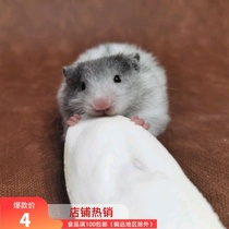 Golden bear molar calcium desalination cuttlefish bone natural health and safety