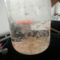 Living Feng Year Shrimp Into Body Haliosis A 100 1cm 1cm seawater fish living opening bait powerful trapping