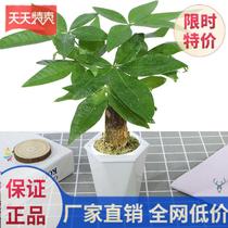 Plant corner decoration kindergarten creative potted home green plants easy to live generous and beautiful small balcony lucky bamboo