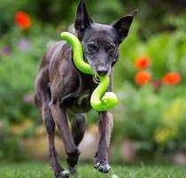 Dumbass family pet dog leaky food Slow food toys Pet benefit boredom artifact snake leaky food toys spot