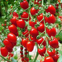 Cherry tomato seeds red cherry tomatoes super sweet small tomatoes spring and autumn seasons balcony potted vegetable seeds