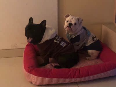 买来去三亚玩得时候穿，但是生病啦，没有穿成，在酒店睡了几天，浪费了，试穿了一下，衣服很厚，质量很好，弹性不是那么好，我155，90穿xs有点紧