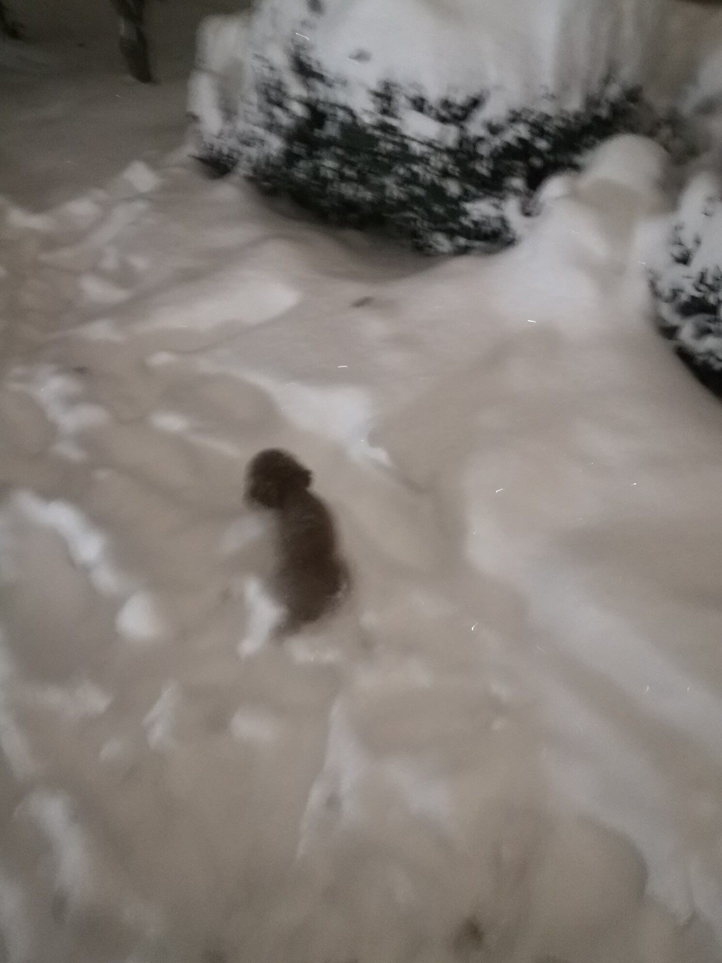 凯锐思狗零食怎么样评价好不好呢?真相评测分析曝光