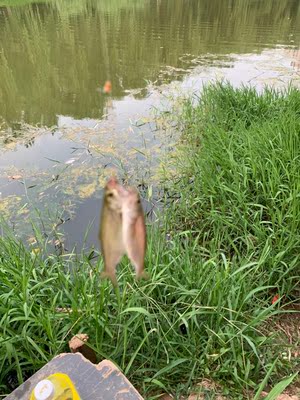 竿子轻,手感舒适,腰力十足, 竿子轻,手感舒适,腰力十足,