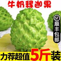 Milk Sakya fruit Annona pineapple fresh seasonal fruit tropical big fruit pregnant woman Buddha head 5kg super sweet