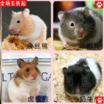 Pet small hamster live with Cage has been vaccinated Cangrat doll bag to send cage pet a couple