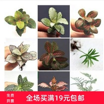 Netgrass miniature landscape plant indoor balcony potted ecological bottle plant micro landscape plant small potted