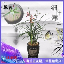 Fine leaf cold orchid potted plant flower seedling with Bud strong fragrance living room indoor Four Seasons precious gold edge dwarf ink