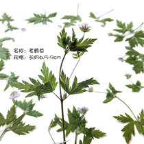 Jacaranda leaf horse bean leaf silver ge leaf specimen embossed diy dried flower greeting card crystal epoxy mobile phone shell material