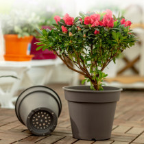 Alice flowerpot vegetarian burning resin round flower planting green Roseberry potted plastic Alice flower pot