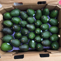 Mexico Chile imported fresh avocado Fresh seasonal fruit Big Mac avocado Single 120-160g