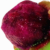 Belt box 10 catty of fresh fruit cactus fruit Hainan fresh fruit