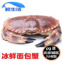 Ice Fresh Bread Crab Raw Frozen Fresh Bread Crab Imported Seafood Great Crab Aqua Spicy Crab 600-800g