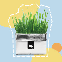 Small mustard cat grass seed hydro cultivation without soil mint grass snack and defurrow ball for digestion