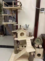 Large piece of apple wood branch tree pile dragon cat climbing frame grinding tooth whole tree raw material dragon cat squirrel eight teeth rat toy springboard stick