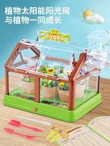 Sunshine House Plant Plant Growing Plant Growth Observatory Box Diy Hand