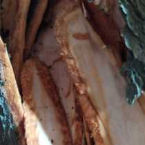 Zhangshu Pianshu Zhangshu Pizu bark Zhangpi bark Zhangmumpi fresh 500 gr