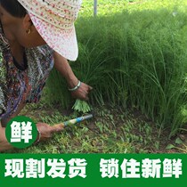 Fennel seedlings fresh cumin vegetable net weight 4kg fennel fresh without root Shandong Origin new goods