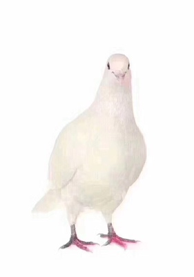 还算不错吧，挺聚拢的，除了爱起球外挑不出别的毛病了，反正穿里面别人看不到，无所谓了