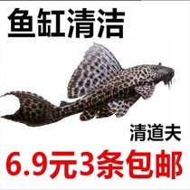 Jandolph Small Clean Fish Small Removal Algae Tolerant Tropical Fish Scavenger Eat Shit Fish Small Cleaners