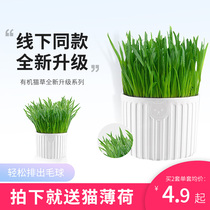 Cat Grass Kitty Supplies Water Bacon Cat Mint Nutritional Soil Planting Suit Sweater Grass Seed Removal of Mao Ball Cat Snacks