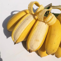 Guangxi Fresh Millet Banana Sour Sweet Fruit When Season Banana with Box 5 catty