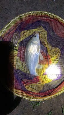 鱼竿很给力哦,五六斤左右能轻松起 鱼竿很给力哦,五六斤左右能轻松起