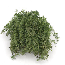 Fresh thyme leaves 50g fresh herbs Western food Thai spice thyme salad barbecue steak dressing