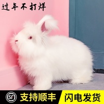 Pet Rabbit Living Mesh Red Rabbit Giant Angola Long Fur Cover Face Cat Cat Grass Clay Rabbit Good To Feed Adult Young Rabbit