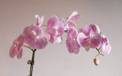 款式大小都合适，就是肩带爱掉，得改造一下才行，总的还算满意！！！！！