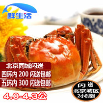 Beijing flash hairy crab Live big crab River crab male 4 0-4 3 two spot full of 10 SF