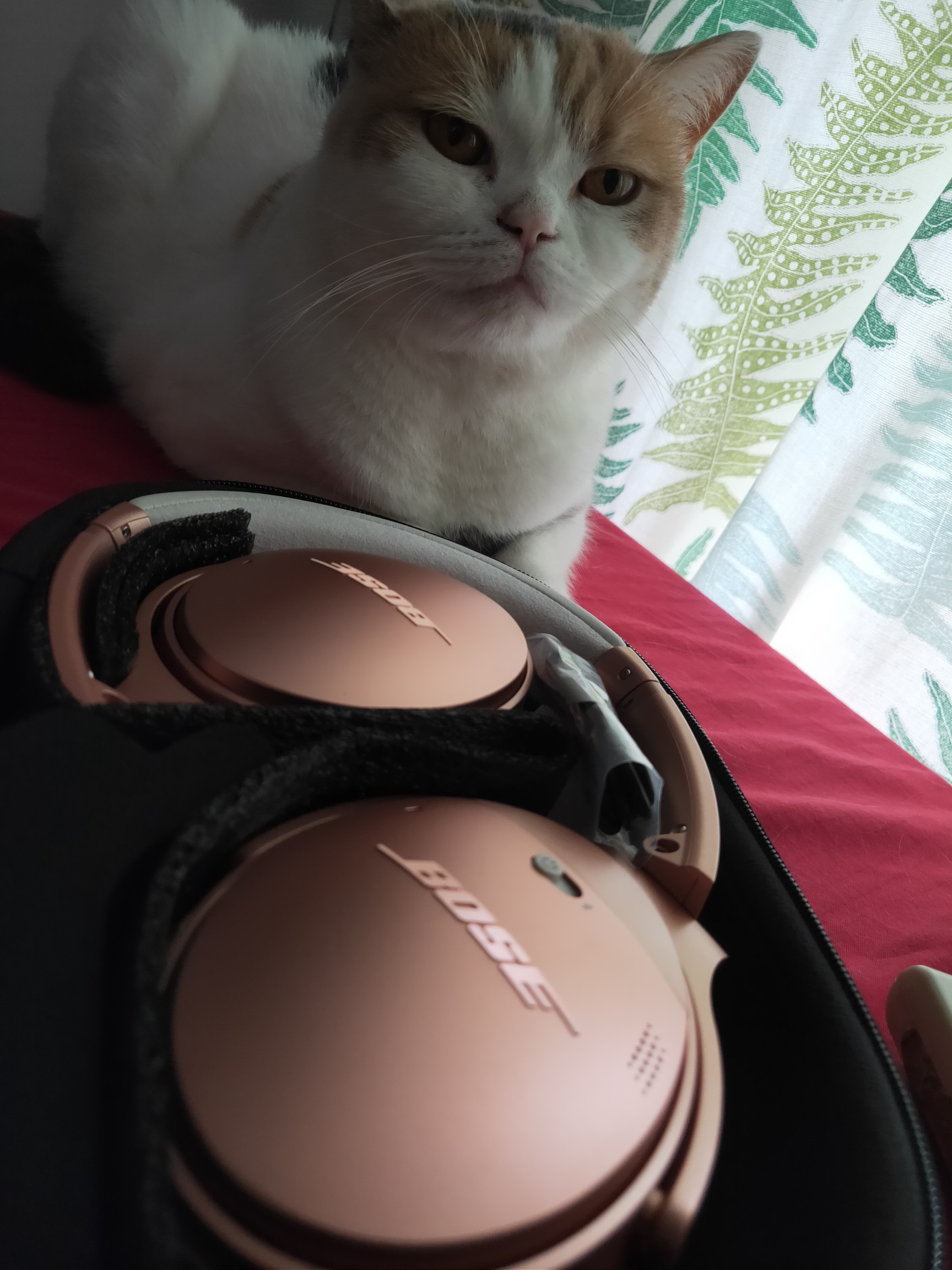 网友爆料：bose quietcomfort 35 ii怎么样?是不是坑人的?