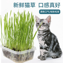 Cat grass hydroponic cat grass seed catnip cat eat hairy cat snack barley set hairy ball nutrient soil