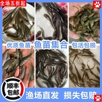 Grass carp crucian carp black fish naked carp Herring carp sea bass catfish freshwater culture silver carp big head Fry eat