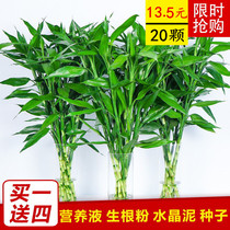Fugui Bamboo Hydro Plant Guanyin Bamboo Indoor Potted Flowers Office Water Raising Green Planting Bonsai Suction Formaldehyde Plant