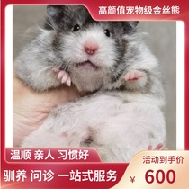 (Snow North Xiangnan)Black Polly long-haired domestic bear Rare hair color Golden silk bear Relatives Shih Tzu Bear live animal Live animal