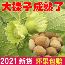 Northeast big hazelnuts 2021 new green skin fresh hazelnuts Pingou fried thin skin green skin hazelnuts original nut fresh