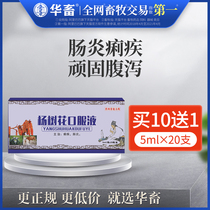 Chinese animal poplar tree cattle sheep chicken duck piglets diarrhea dysentery Veterinary use