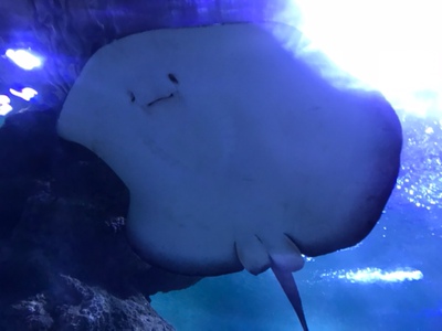 已经第二次回购了，  还是熟悉的味道  口感真是不错！？？