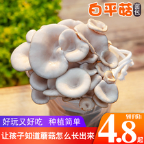 Mushroom planting Mushroom Mushroom Mushroom Mushroom mushroom seed family Four Seasons self-planting edible mushroom stick seed