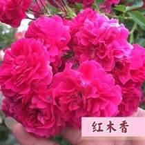 Muzi brother courtyard Wood fragrant flower Thorn climbing vine multi season large flower type balcony arch flower wall strong fragrance