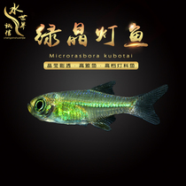 Tropical Ornamental Fish Grass Cylinders Green Crystal Light Colombian Dream Flag Small Pet Fish Freshwater Group Tours Fish Living