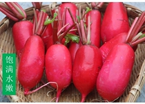 Self-planted red leather radish fresh red skin white meat fresh sauerkraut ingredients with box 5 catty