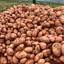 Yunnan Plateau Special Produce Fresh Red Leather Yellow Heart Potato with box 10 catty of farmhouse Self-planting
