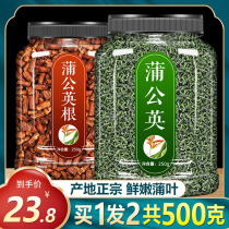 Dandelion tea fresh Pugongying super wild dandelion pure root new tea root breast pass female loose knot