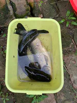 竿子轻,手感舒适,腰力十足, 竿子轻,手感舒适,腰力十足,